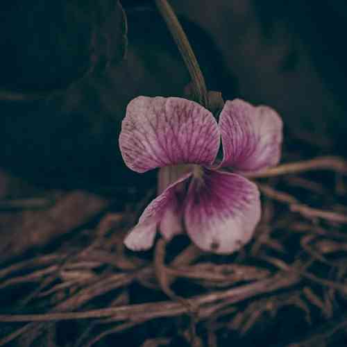 جواد جراحی تقاص چیو پس میده دل من